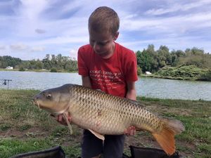 Common Carp