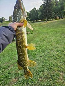 Northern Pike