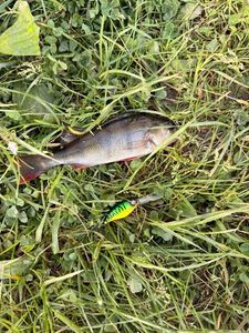 European Perch