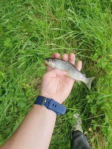 Brown Trout