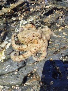 Common Octopus