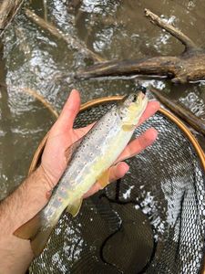 Brown Trout