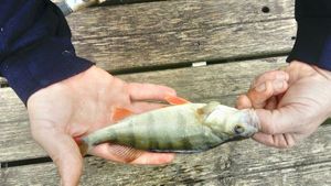 European Perch