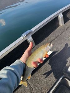 Arctic Char