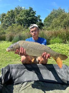 Common Carp