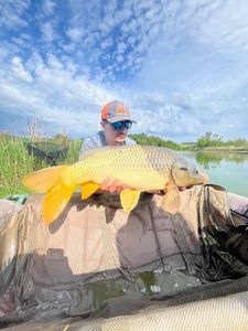 Common Carp
