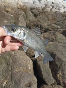 European Bass (Seabass)