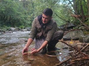 Brown Trout