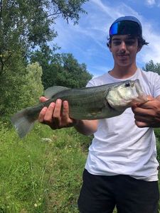 Largemouth Bass