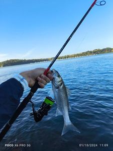 European Bass (Seabass)