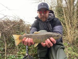 Brown Trout