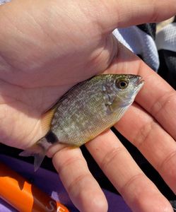 Annular Seabream