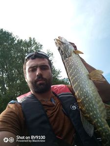 Northern Pike