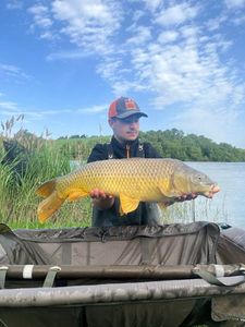 Common Carp