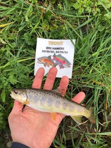 Brown Trout