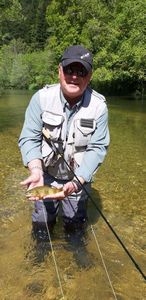 Brown Trout