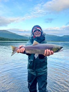 Kokanee