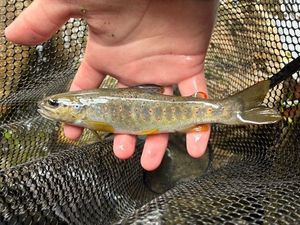 Brown Trout
