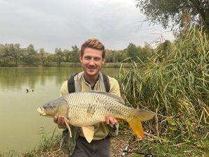 Common Carp