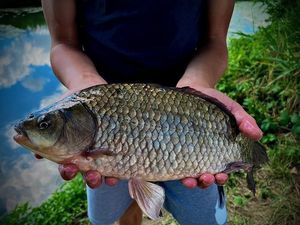 Crucian Carp