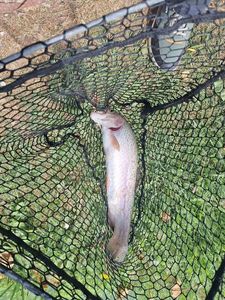 Rainbow Trout