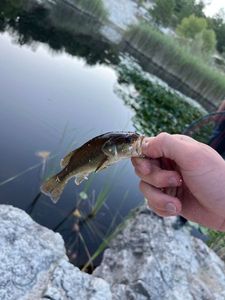 Largemouth Bass
