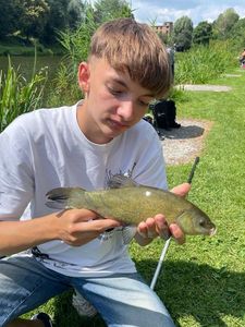 Tench