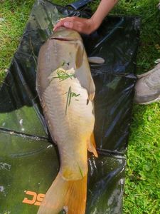 Mirror Carp