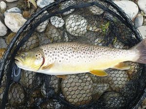 Brown Trout