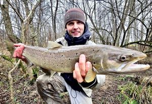 Sea Trout