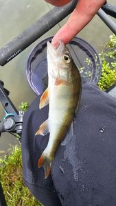 European Perch