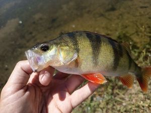 European Perch