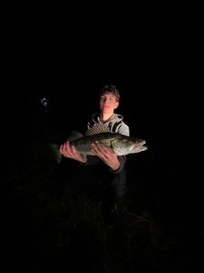 Zander
