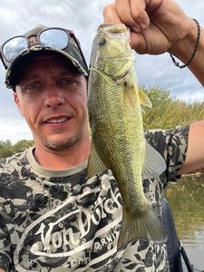 Largemouth Bass