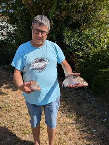 Common Bream