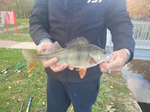 European Perch