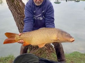Common Carp