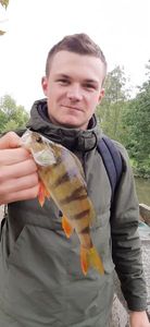 European Perch