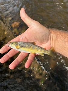 Brown Trout