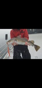 Atlantic Cod (Baltic)