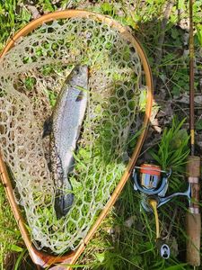 Rainbow Trout