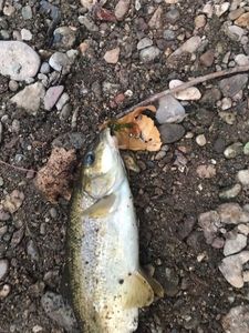 Barbel