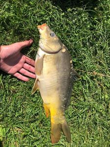Leather Carp