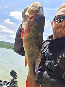 European Perch