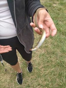 European Eel (Common Eel)