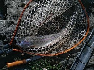 Rainbow Trout