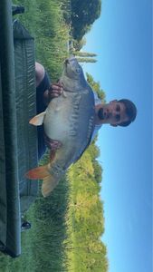 Mirror Carp