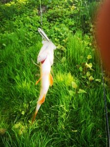 European Perch