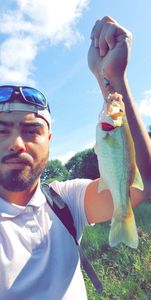 Largemouth Bass