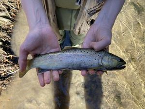 Brown Trout